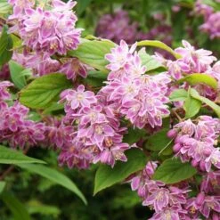 Deutzia Tourbillon Rouge En Pot De 2/3L
