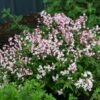 Deutzia Yuki Cherry Blossom -Naturelle Boutique Deutzia Yuki Cherry Blossom 82338 1