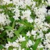 Deutzia Yuki Snowflake - Deutzie 1 Deutzia Yuki Snowflake - Deutzie -Naturelle Boutique Deutzia Yuki Snowflake 84477 1