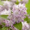 Deutzia Hybride Raspberry Sundae - Deutzie -Naturelle Boutique Deutzia hybride Raspberry Sundae 87091 1