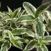 Diervilla Sessilifolia Cool Splash 1 Diervilla Sessilifolia Cool Splash -Naturelle Boutique Diervilla sessilifolia Cool Splash 9593 1