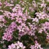 Diosma Pink Diamond -Naturelle Boutique Diosma Pink diamond IF 166510 1