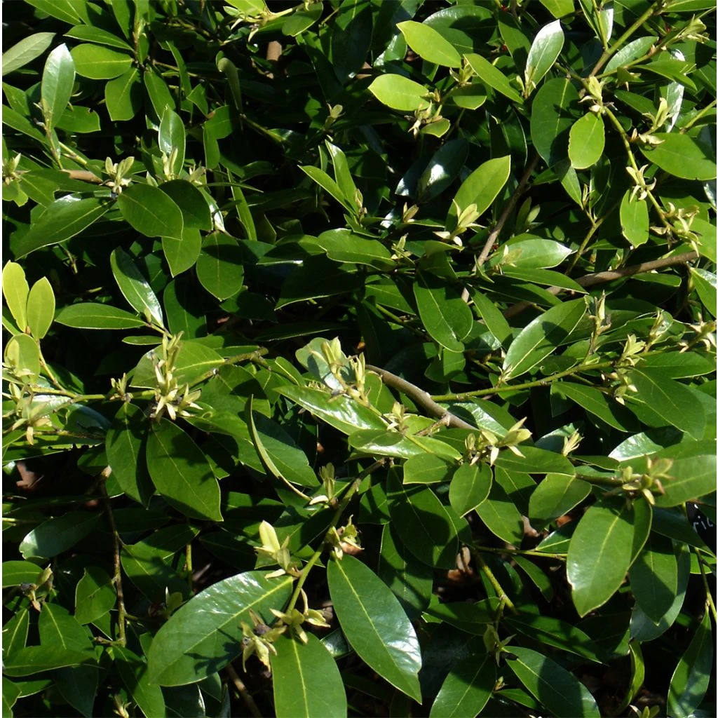 Distylium Emerald Heights 3 Distylium Emerald Heights