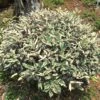 Elaeagnus Pungens Hosuba Fukurin - Chalef Panaché 2 Elaeagnus Pungens Hosuba Fukurin - Chalef Panaché -Naturelle Boutique Elaeagnus pungens Hosuba Fukurin 781598 1