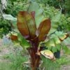 Ensete Ventricosum Maurelii - Bananier Rouge D'Abyssinie -Naturelle Boutique Ensete ventricosum Maurelii 83305 1