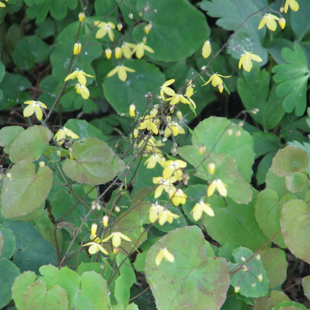 Epimedium Platypetalum, Fleur Des Elfe 3 Epimedium Platypetalum, Fleur Des Elfe