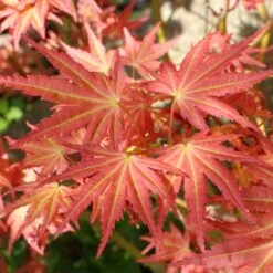 Erable Du Japon - Acer Palmatum Brown Sugar