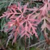 Erable Du Japon - Acer Palmatum Dissectum Orangeola 2 Erable Du Japon - Acer Palmatum Dissectum Orangeola -Naturelle Boutique Erable du Japon Acer palmatum Dissectum Orangeola IF 18995 1