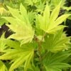 Erable Du Japon - Acer Palmatum Summer Gold 1 Erable Du Japon - Acer Palmatum Summer Gold -Naturelle Boutique Erable du japon acer palmatum summer gold copyright 8392611 1