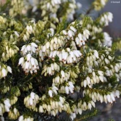Bruyère Des Neiges - Erica Carnea Isabell
