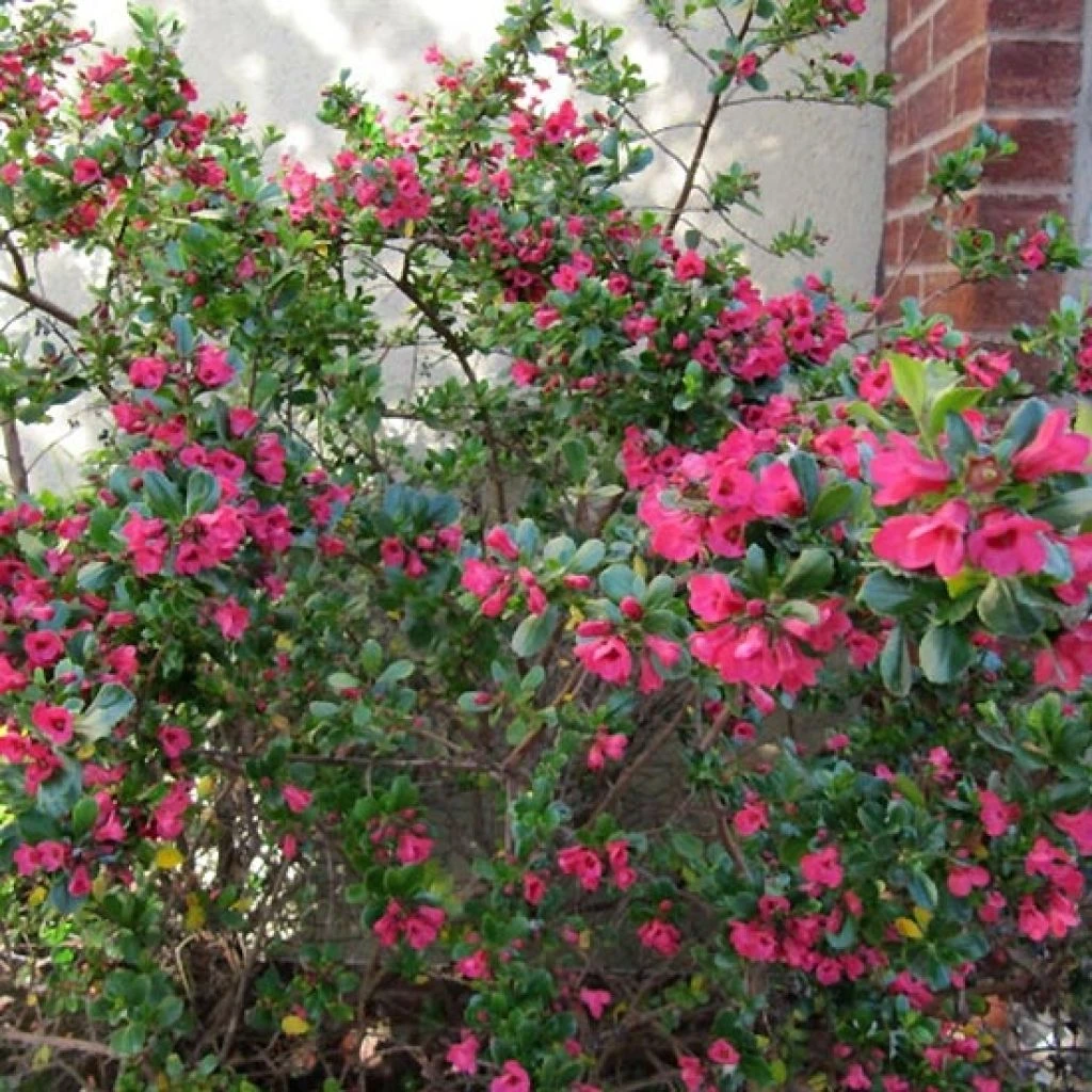 Escallonia Donard Radiance 3 Escallonia Donard Radiance