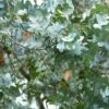 Eucalyptus Cinerea - Gommier Cendré -Naturelle Boutique Eucalyptus cinerea Gommier cendre copyright 18468 1