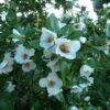 Eucryphia Intermedia Rostrevor 1 Eucryphia Intermedia Rostrevor -Naturelle Boutique Eucryphia intermedia Rostrevor 781697 1