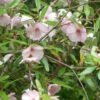 Eucryphia Lucida Ballerina -Naturelle Boutique Eucryphia lucida Ballerina eucryphia luisant V 16660 1