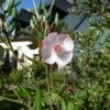 Eucryphia Lucida Pink Cloud -Naturelle Boutique Eucryphia lucida Pink cloud Eucryphia luisant 16662 1