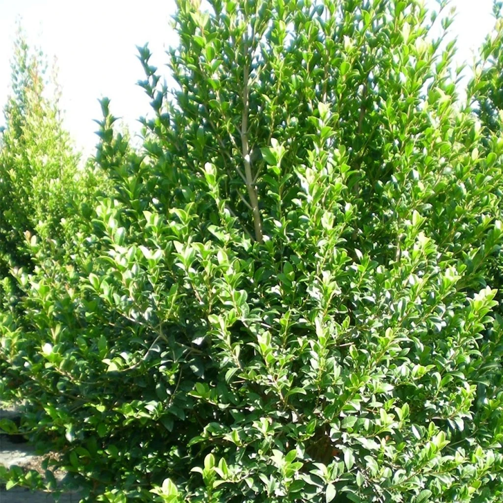 Eugenia Myrtifolia New Port - Myrte D'Australie 3 Eugenia Myrtifolia New Port - Myrte D'Australie