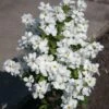 Exochorda Racemosa Magical Springtime -Naturelle Boutique Exochorda Magical Springtime 82317 1