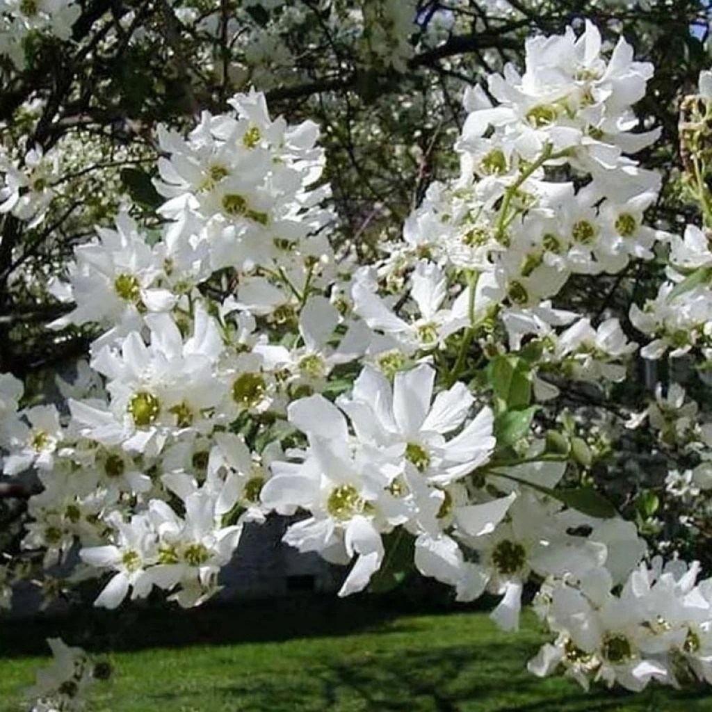 Exochorda Serratifolia Snow White - Arbre Aux Perles 3 Exochorda Serratifolia Snow White - Arbre Aux Perles