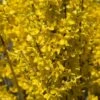Forsythia Intermedia Week-end - Mimosa De Paris -Naturelle Boutique FORSYTHIA INTERMEDIA WEEK END 781619 1