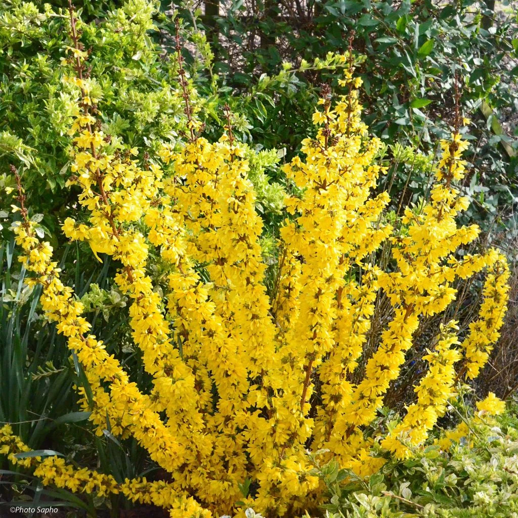Forsythia Mikador - Mimosa De Paris 3 Forsythia Mikador - Mimosa De Paris