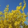Forsythia X Intermedia Gold Rausch - Mimosa De Paris