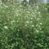 Fothergilla Major - Grand Fothergilla -Naturelle Boutique Fothergilla major 781622 1