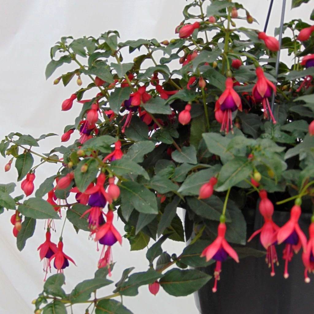 Fuchsia Rustique Mrs Popple 3 Fuchsia Rustique Mrs Popple
