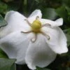 Gardenia Sweetheart - Jasmin Du Cap -Naturelle Boutique Gardenia Sweetheart 15350 1