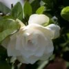 Gardenia Jasminoides Double Mint 1 Gardenia Jasminoides Double Mint -Naturelle Boutique Gardenia jasminoides Double Mint 85081 1