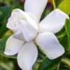 Gardenia Jasminoides Summer Snow. -Naturelle Boutique Gardenia jasminoides Summer snow copyright 833261 1