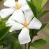 Gardenia Jasminoides Sweet Star First Editions -Naturelle Boutique Gardenia jasminoides Sweet Star First Editions copyright 182961 1