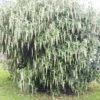 Garrya Elliptica James Roof -Naturelle Boutique Garrya elliptica James Roof 84082 1