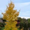 Ginkgo Biloba Fastigiata Gold Flame - Arbre Aux Quarante écus 2 Ginkgo Biloba Fastigiata Gold Flame - Arbre Aux Quarante écus -Naturelle Boutique Ginkgo Biloba fastigiata Gold Flame LD 16550 1