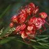 Grevillea Johnsonii 1 Grevillea Johnsonii -Naturelle Boutique Grevillea johnsonii 83328 1