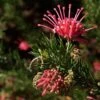 Grevillea Juniperina -Naturelle Boutique Grevillea juniperina 83329 1