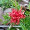 Grevillea Juniperina New Blood -Naturelle Boutique Grevillea juniperina New Blood 86094 1