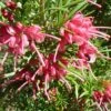 Grevillea Rosmarinifolia 1 Grevillea Rosmarinifolia -Naturelle Boutique Grevillea rosmarinifolia 83333 1