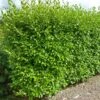 Griselinia Littoralis Green Horizon -Naturelle Boutique Griselinia littoralis Green Horizon 100633 1