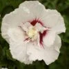 Hibiscus Syriacus French Point - Althéa à Fleurs Doubles 1 Hibiscus Syriacus French Point - Althéa à Fleurs Doubles -Naturelle Boutique HIBISCUS FRENCH POINT 781967 1