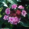 Hortensia - Hydrangea Macrophylla Etoile Violette 1 Hortensia - Hydrangea Macrophylla Etoile Violette -Naturelle Boutique HORTENSIA ETOILE VIOLETTE 9523 1