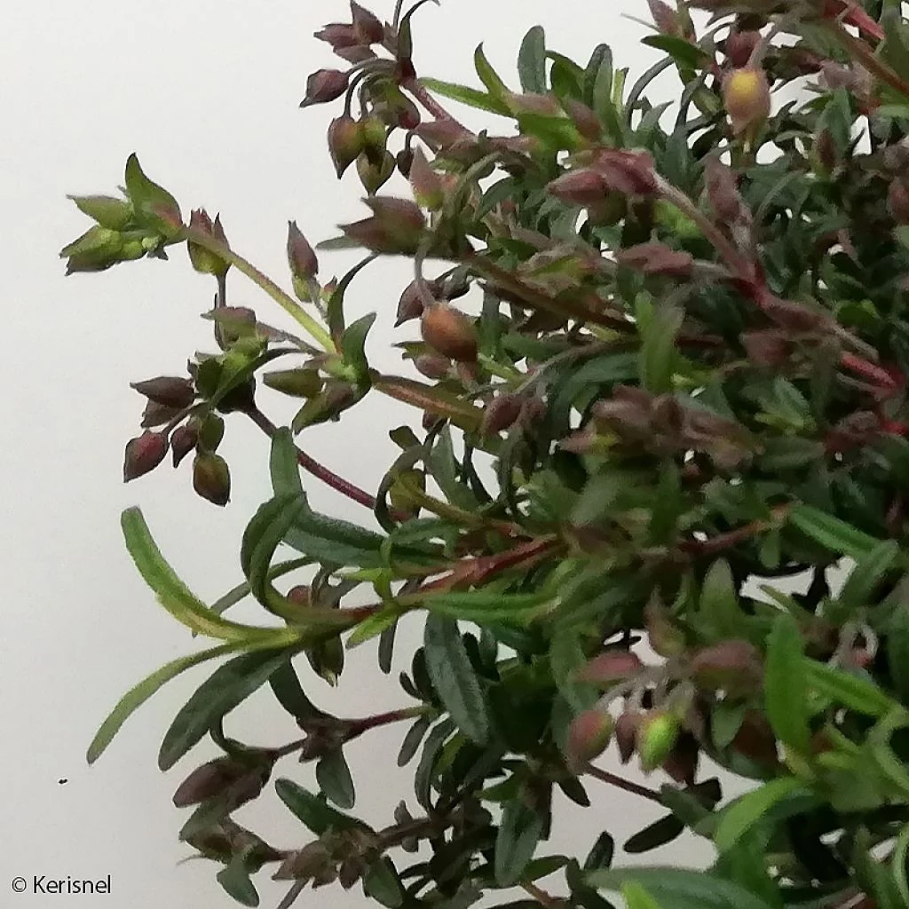 Halimiocistus Sahucii - Halimiociste De Sahuc 3 Halimiocistus Sahucii - Halimiociste De Sahuc