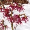 Hamamelis Vernalis Washington Park -Naturelle Boutique Hamamelis Washington Park 16334 1