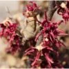 Hamamelis Vernalis Amethyst - Noisetier De Sorcière -Naturelle Boutique Hamamelis vernalis Amethyst 84092 1