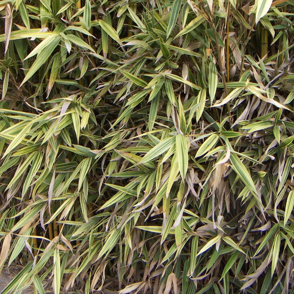 Hibanobambusa Tranquillans Shiroshima - Petit Bambou 3 Hibanobambusa Tranquillans Shiroshima - Petit Bambou