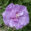 Hibiscus Syriacus Lavender Chiffon - Althéa Rose 1 Hibiscus Syriacus Lavender Chiffon - Althéa Rose -Naturelle Boutique Hibiscus Lavender Chiffon copyright 754511 1 2