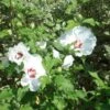 Hibiscus Syriacus Sup'Heart - Althéa à Grosses Fleurs -Naturelle Boutique Hibiscus Sup Heart 9713 1