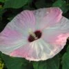 Hibiscus Moscheutos Fujin - Hibiscus Des Marais Nain -Naturelle Boutique Hibiscus moscheutos Fujin 89522 1