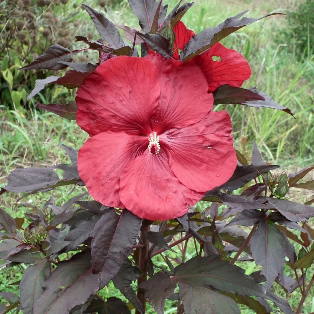 Hibiscus Moscheutos Geant Red - Hibiscus Des Marais En Pot De 1L/1,5L 3 Hibiscus Moscheutos Geant Red - Hibiscus Des Marais En Pot De 1L/1,5L