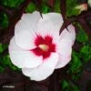 Hibiscus Moscheutos Joli Coeur - Hibiscus Des Marais -Naturelle Boutique Hibiscus moscheutos Joli Coeur 100636 1