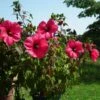 Hibiscus Moscheutos PLANET Griotte - Hibiscus Des Marais -Naturelle Boutique Hibiscus moscheutos PLANET Griotte TANGRI 82331 1